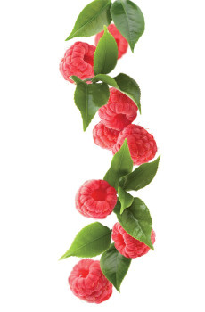 Sirop Thé Framboise bouteille verre 1L