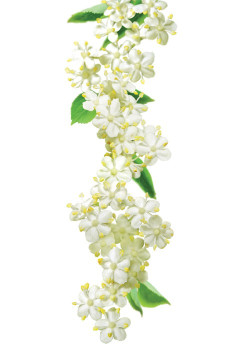 Routin 1883 sirop fleur de sureau