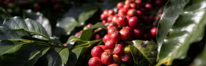 Image de l'entete de la page Café de spécialité