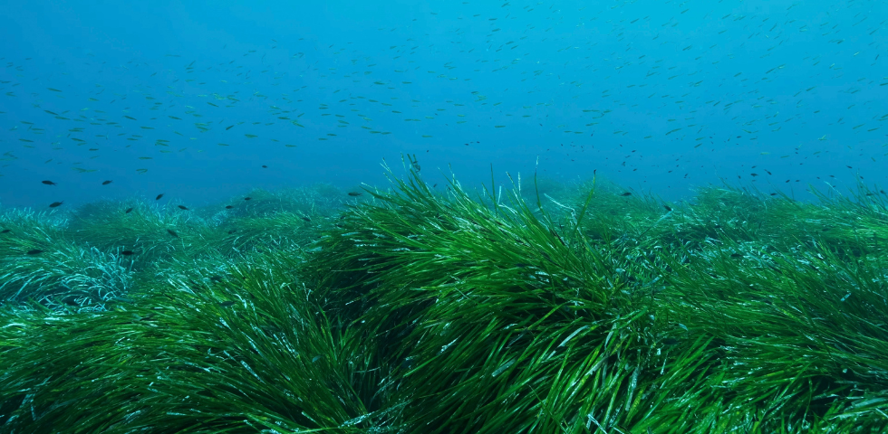 Ocean52 et la régénération des océans : quand la posidonie reprend racine en Méditerranée Ocean52 et la régénération des océans : quand la posidonie reprend racine en Méditerranée