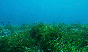 Ocean52 et la régénération des océans : quand la posidonie reprend racine en Méditerranée